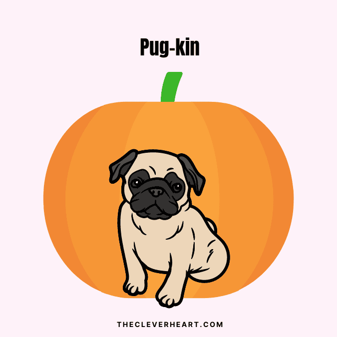 pug kin