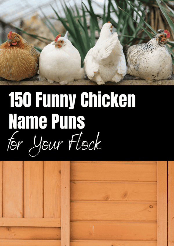 chicken name puns