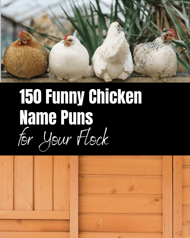 chicken name puns