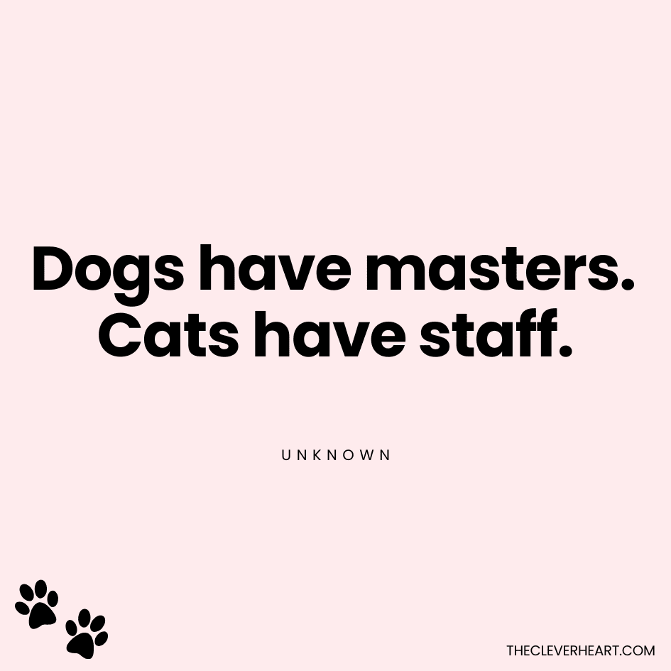 Dogs have masters Cats have staff unknown