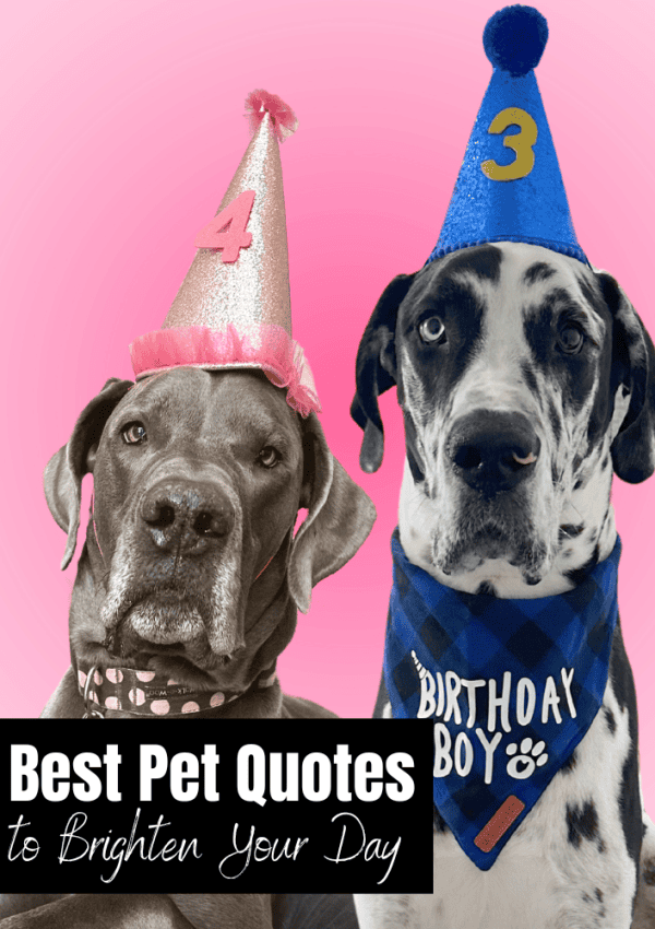 79 Pet Quotes to Brighten Your Day