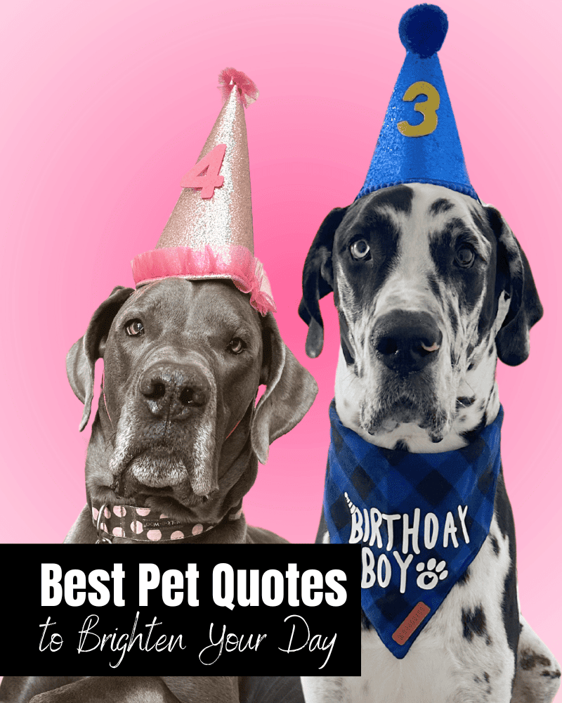 pet quotes